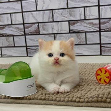 マンチカン(長足)【福岡県・男の子・2025年6月21日・クリームタビー&ホワイト（セミロング（短め））】の写真「✨愛くるしい顔立ちがとっても可愛い男の子です😊」