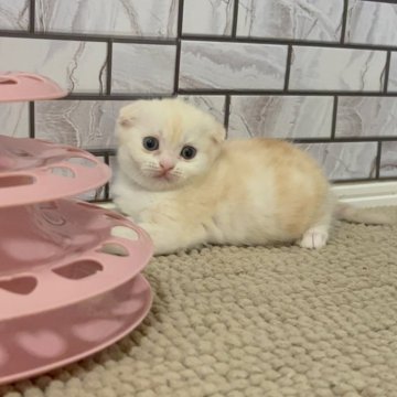 マンチカン(長足)【福岡県・女の子・2025年7月16日・クリームタビー&ホワイト（ショート）】の写真「✨淡いカラーが綺麗でとっても可愛い女の子です😊」