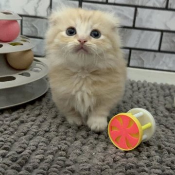 マンチカン(短足)【福岡県・男の子・2025年5月5日・クリーム（セミロング（短め））】の写真「✨まん丸顔の耳折れちゃんの男の子です😊」