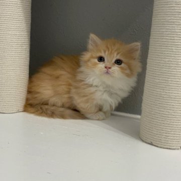 マンチカン(短足)【福岡県・女の子・2025年9月29日・レッドタビー&ホワイト（セミロング（短め））】の写真「✨モフモフの毛並みで大きなお目目の女の子です😊」