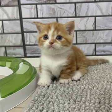マンチカン(短足)【福岡県・男の子・2025年8月15日・レッドタビー&ホワイト（ショート）】の写真「✨まん丸お顔のむちむちボディーの男の子です😊」