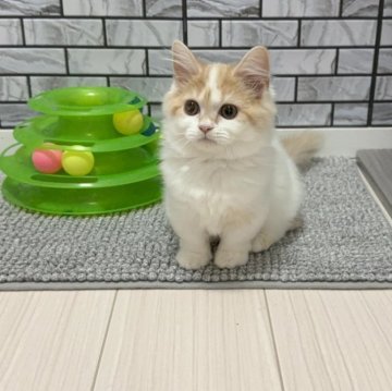 マンチカン(短足)【福岡県・女の子・2025年8月18日・レッド&ホワイト（セミロング）】の写真「✨まん丸顔のタレ目が可愛い女の子です😊」