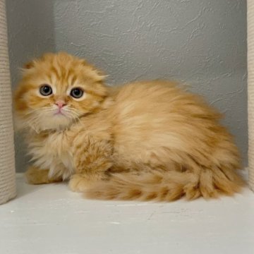 マンチカン(短足)【福岡県・男の子・2025年9月29日・レッドタビー（セミロング（短め））】の写真「✨人懐っこくて甘えん坊で可愛い男の子です😊」