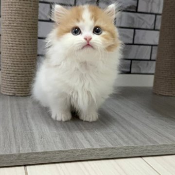 マンチカン(短足)【福岡県・男の子・2025年9月5日・レッド&ホワイト(セミロング)】の写真「✨テクテク歩くハチワレカラーの男の子です😊」