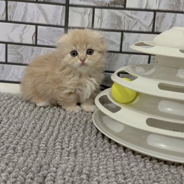 マンチカン(短足)【福岡県・女の子・2025年10月27日・クリーム（セミロング）】の写真「✨まん丸お顔の耳折れちゃんの短足女の子です😊」