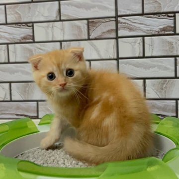 マンチカン(長足)【福岡県・男の子・2025年4月22日・レッドタビー(薄め)（ショート）】の写真「✨クリクリお目目がチャームポイントの男の子です😊」