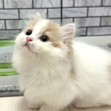 マンチカン(短足)【福岡県・男の子・2025年9月5日・クリーム&ホワイト（セミロング）】の写真「✨おっちょこちょいでクリクリおめめの男の子です😊」