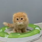 マンチカン(長足)
