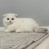 マンチカン(短足)