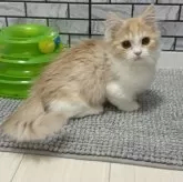 マンチカン(短足)