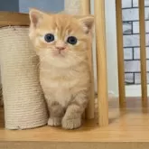 マンチカン(長足)