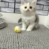 マンチカン(長足)
