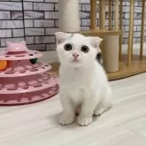 マンチカン(短足)