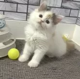 マンチカン(長足)