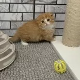 マンチカン(短足)