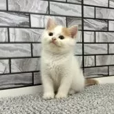 マンチカン(長足)