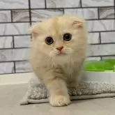 マンチカン(長足)