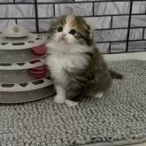 マンチカン(長足)