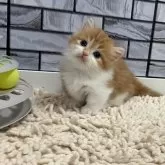 マンチカン(短足)
