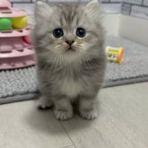 ミヌエット(長足)