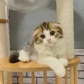 マンチカン(長足)