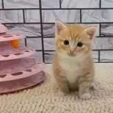 マンチカン(長足)