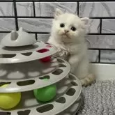 マンチカン(長足)