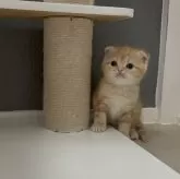 マンチカン(長足)【福岡県・女の子・2025年2月27日・レッドタビー】の写真1