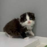 マンチカン(長足)