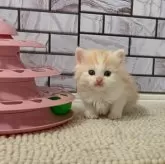 マンチカン(長足)