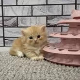 マンチカン(長足)