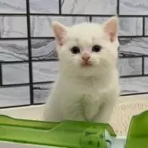 マンチカン(長足)