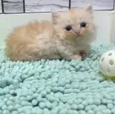 マンチカン(短足)