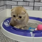 マンチカン(長足)
