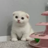 マンチカン(短足)