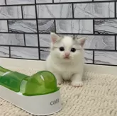 マンチカン(短足)