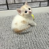 マンチカン(短足)