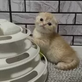 マンチカン(長足)