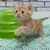マンチカン(長足)