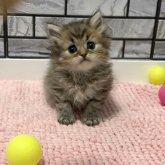 ミヌエット(長足)