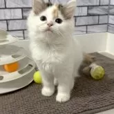 マンチカン(長足)