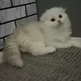 マンチカン(長足)
