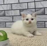 マンチカン(短足)【福岡県・女の子・2025年10月13日・シルバータビー&ホワイト】の写真1「とっても可愛い女の子です😊お客様のご自慢の猫ちゃんになる事間違いなしです✨」