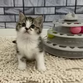 マンチカン(長足)
