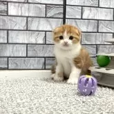 マンチカン(長足)