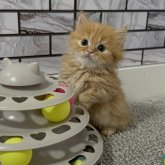 マンチカン(短足)