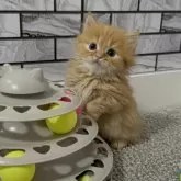 マンチカン(短足)