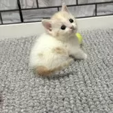 マンチカン(短足)