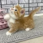 マンチカン(短足)