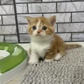 マンチカン(短足)
